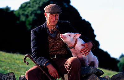 ベイブ［吹］場面写真