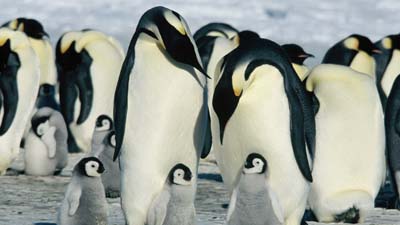 皇帝ペンギン［吹］場面写真