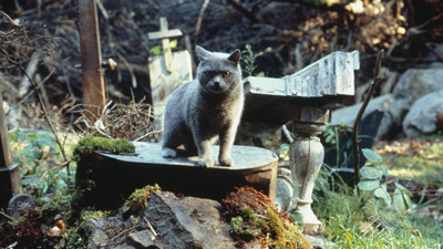 ペット・セメタリー（１９８９）［吹］場面写真