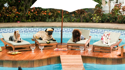 ビバリーヒルズ・チワワ場面写真