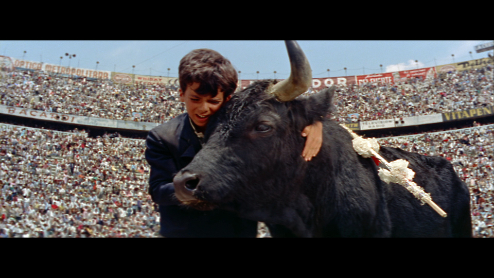 黒い牡牛場面写真