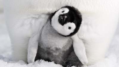 皇帝ペンギン　ただいま［吹］場面写真