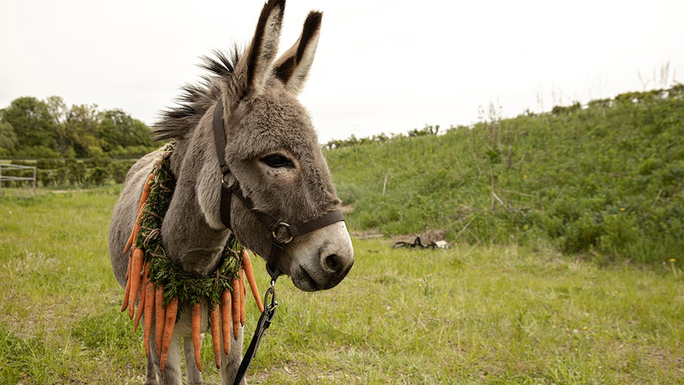 EO イーオー場面写真