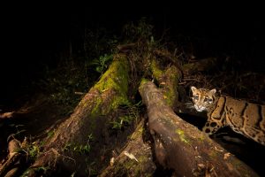 ナショナル ジオグラフィック傑作選「探求！幻のウンピョウ」　