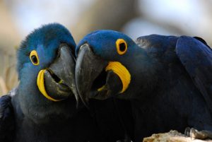 ナショナル ジオグラフィック傑作選「鳥の惑星」　