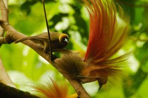 ナショナル ジオグラフィック傑作選「極楽鳥 ～魅惑の求愛ダンス」　
